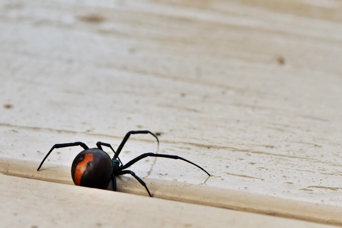 5 Reasons You Should Call Pest Specialists When You Spot a Black Widow at Home in Irvine